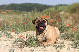 BULLMASTIFF 199